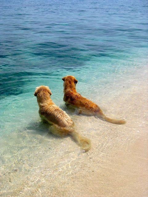 Dogs on the Beach