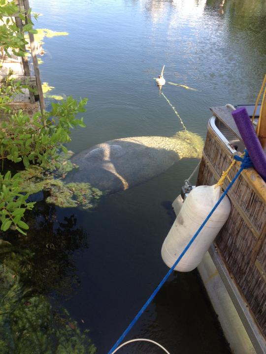 Manatee In our back yard