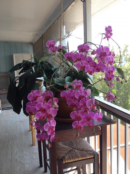 My Orchid