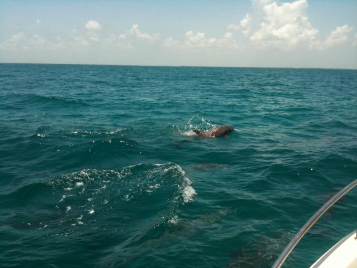 Dolphins Playing By the Boat